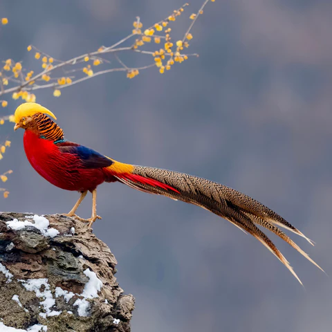 Golden pheasant family discovered near Loch Ness